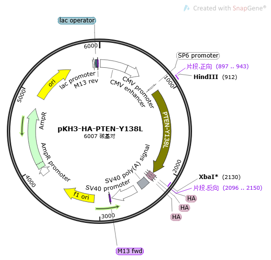 pKH3-HA-PTEN-Y138L